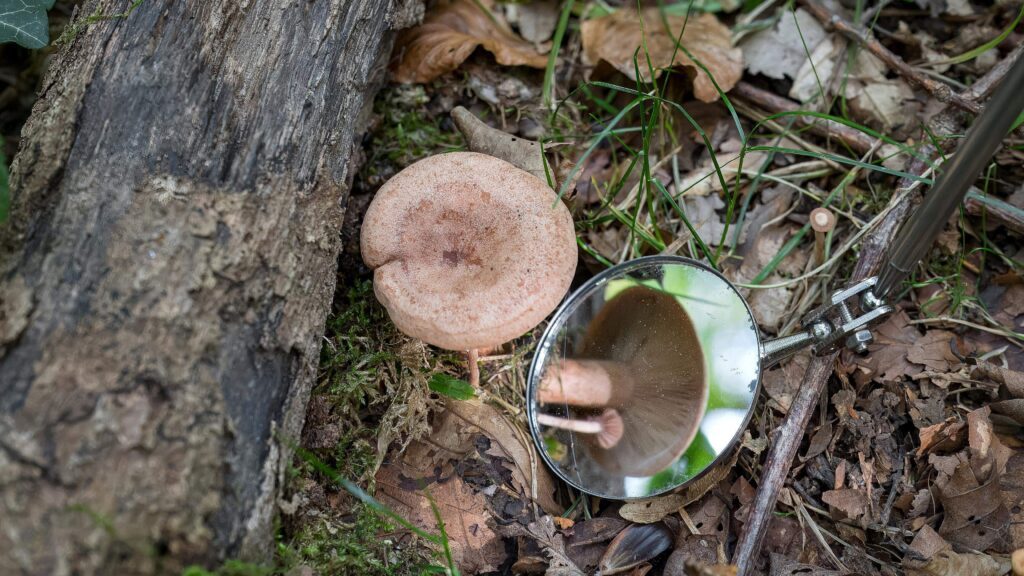 Comment identifier un champignon vénéneux lors de votre prochaine randonnée ?