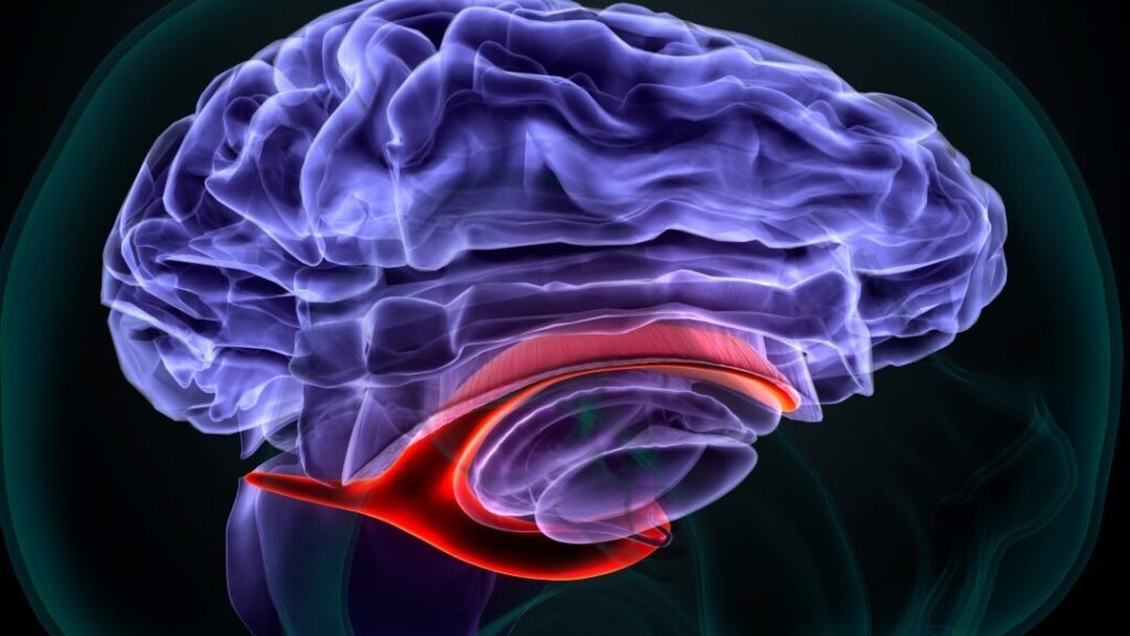 Comprendre le rôle des ventricules cérébraux dans le système nerveux