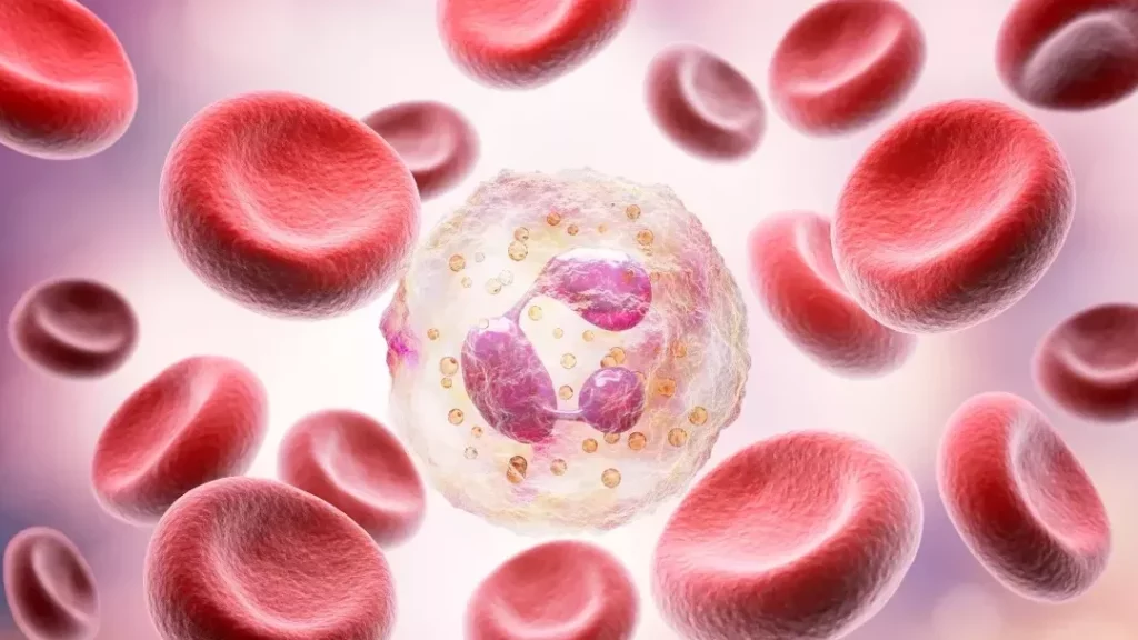 Neutrophiles élevés : quel lien avec le cancer ?