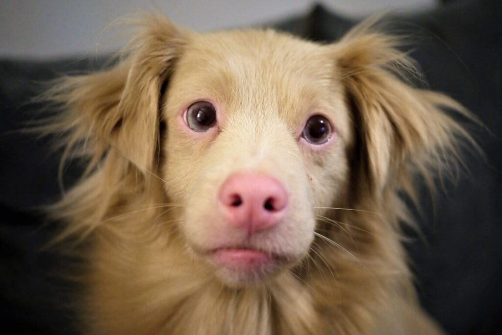 Soins et particularités d’un chien albinos