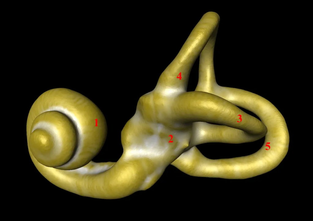 Quels sont les mystères du labyrinthe osseux dans l&rsquo;oreille interne ?