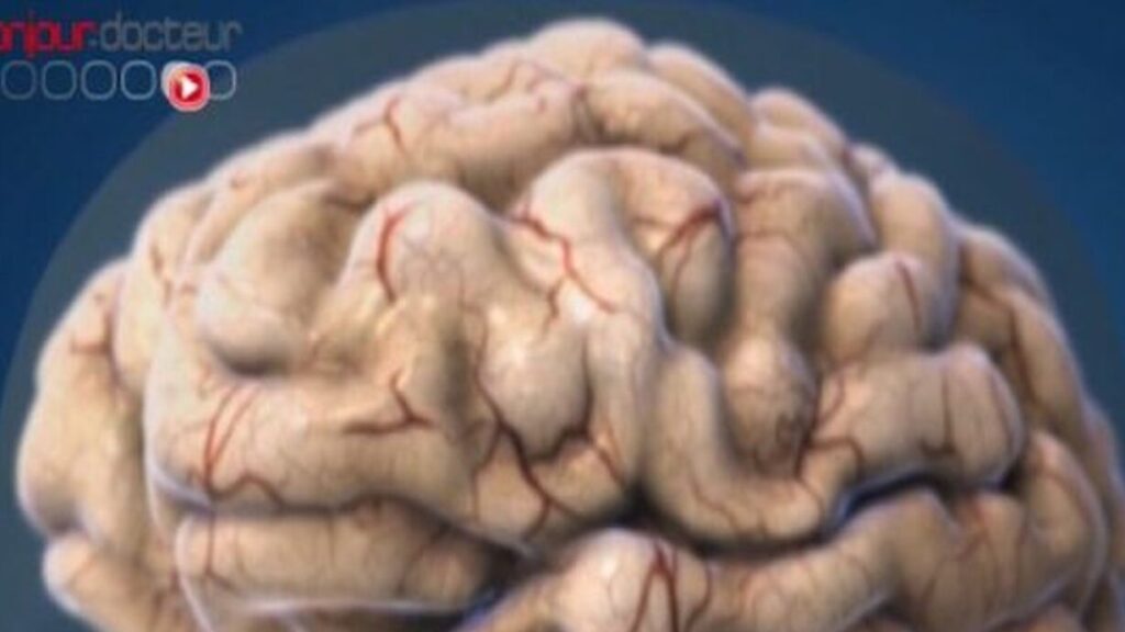 Comment le vieillissement du cerveau affecte-t-il notre quotidien ?