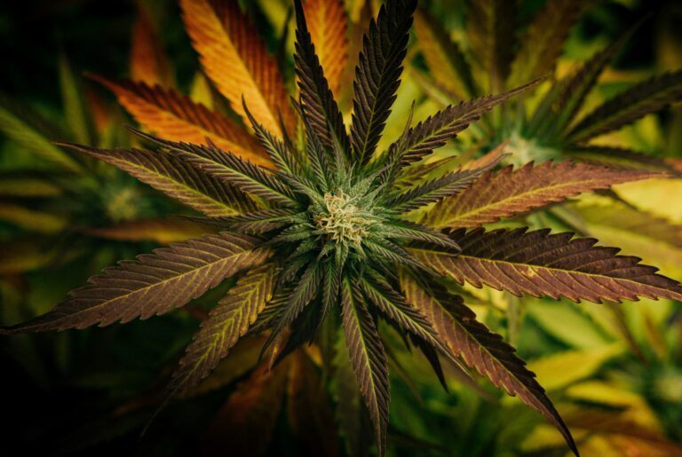 découvrez tout ce qu'il faut savoir sur le cbd, ses propriétés, son utilisation et ses bienfaits. trouvez les meilleurs produits au cbd et apprenez comment l'intégrer dans votre quotidien.