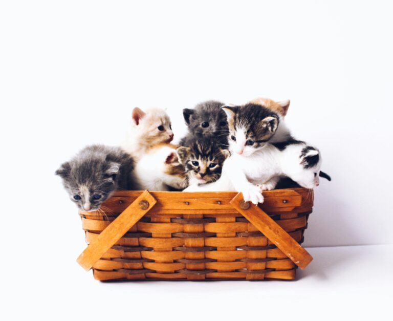découvrez les causes et les traitements des chats qui toussent, les différents symptômes et conseils pour aider votre chat à retrouver sa santé.