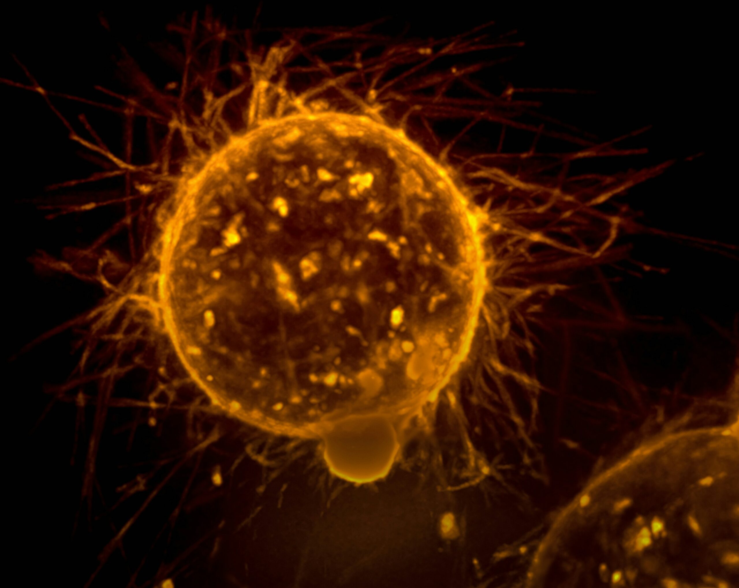 découvrez les meilleures stratégies alimentaires pour prévenir le cancer avec un régime anti-cancer équilibré et sain.