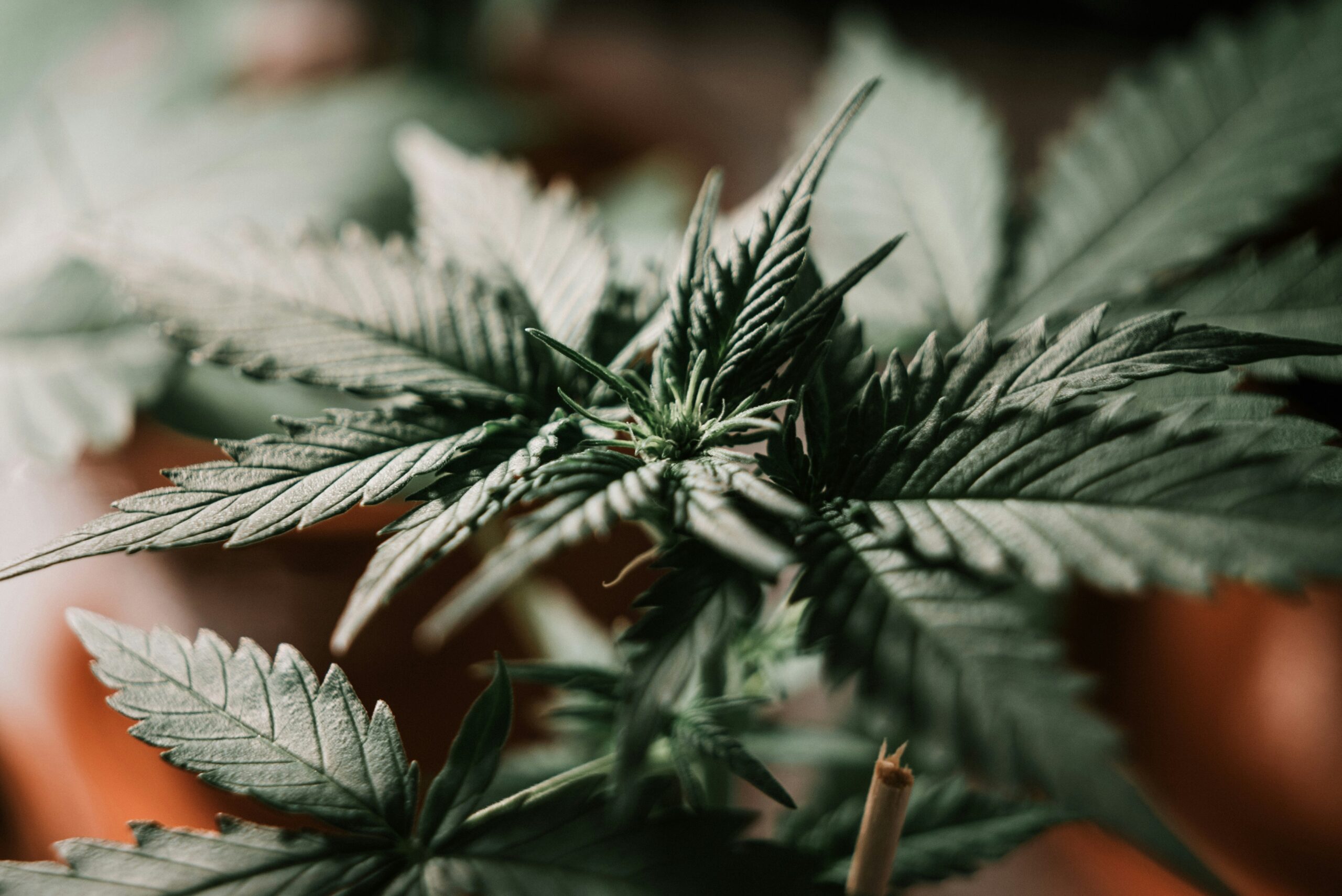 découvrez tout sur le cbd, ses bienfaits, ses effets et son utilisation dans notre guide complet.