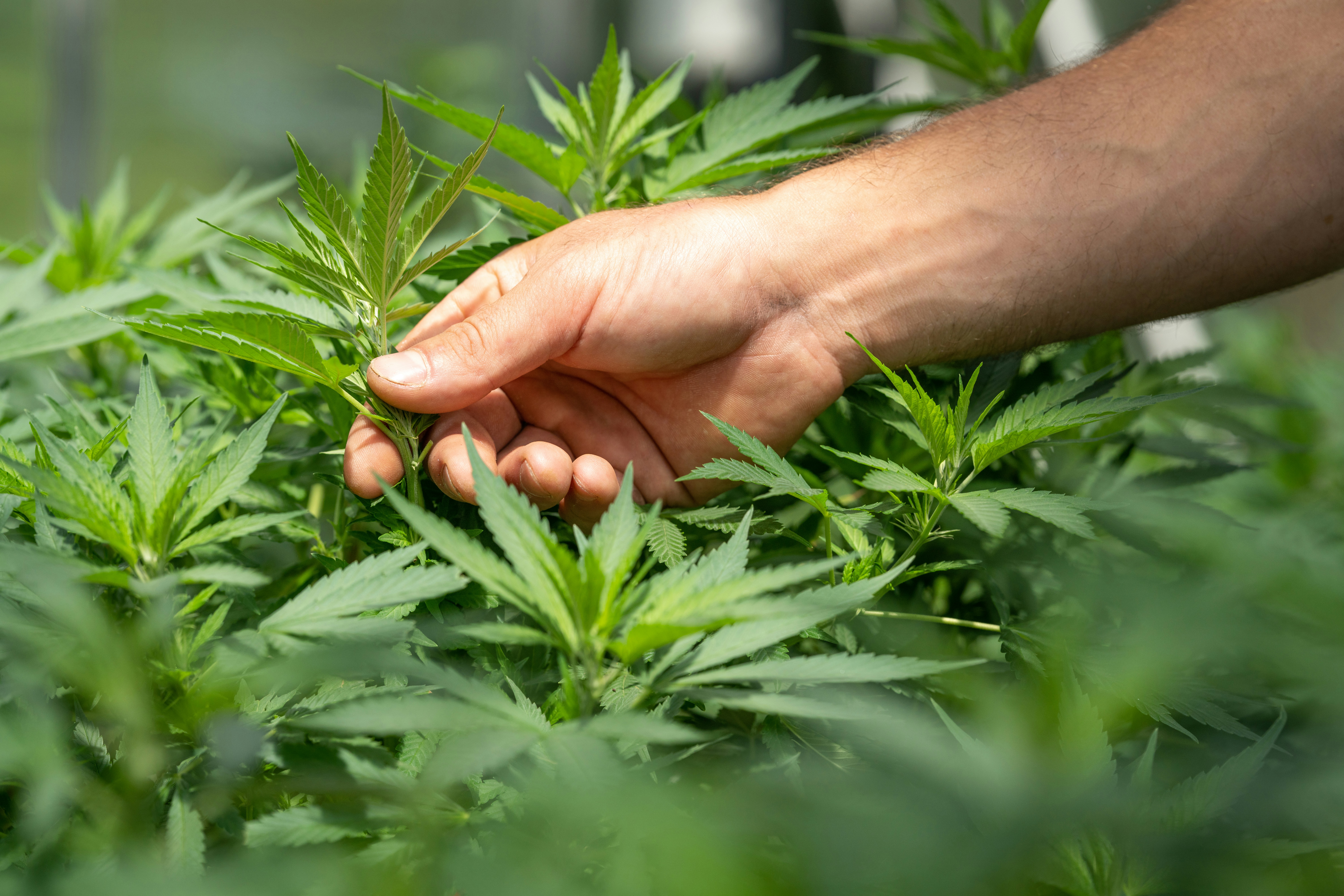 découvrez les bienfaits du cbd pour votre bien-être avec notre sélection de produits de qualité supérieure. profitez des vertus relaxantes et apaisantes du cannabidiol pour un quotidien serein.