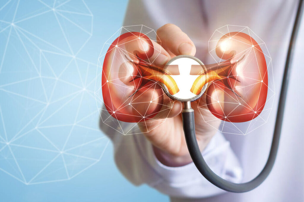 Comment les rapports urée/créatinine peuvent révéler l’état de votre santé rénale ?