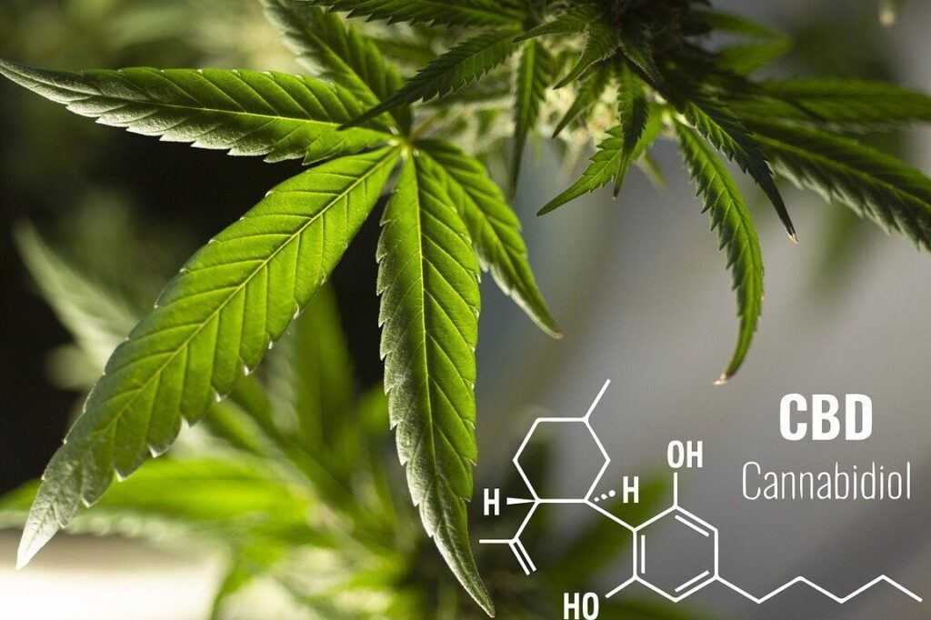 FLEURS DE CANABIDIOL, PRODUITS CBD