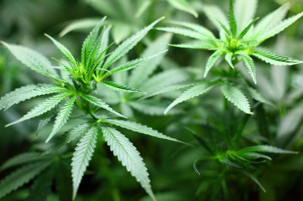 La référence du CBD en France | Qualité Premium