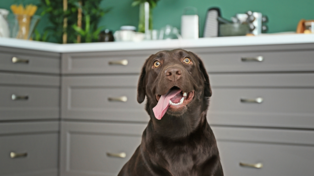 L’ail est-il sécuritaire pour les chiens ? Démystification et conseils