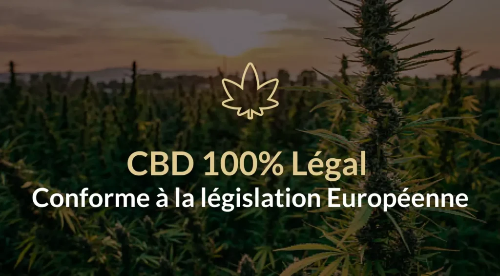 Shop du CBD, le spécialiste pour vos achats de CBD en France