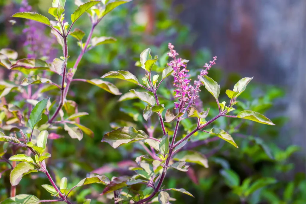 Tulsi : découvrez ses bienfaits et contre-indications essentiels