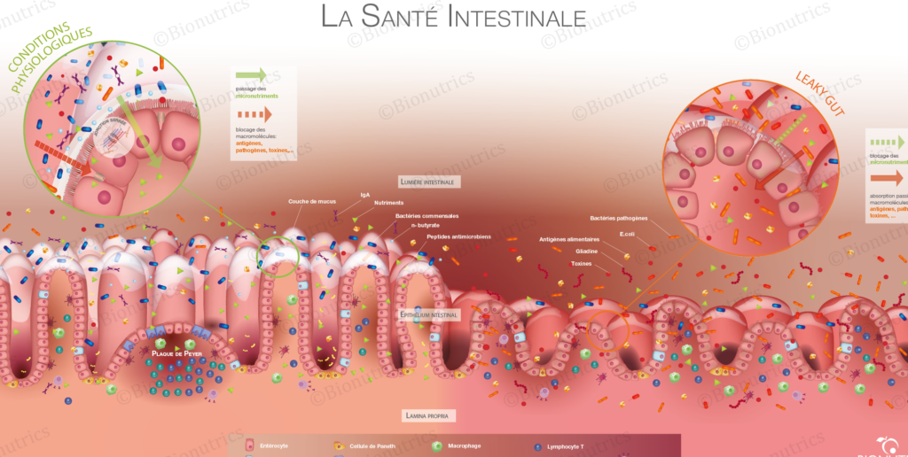 Quel est le taux normal de 5-HIAA urinaire et pourquoi est-il important ?