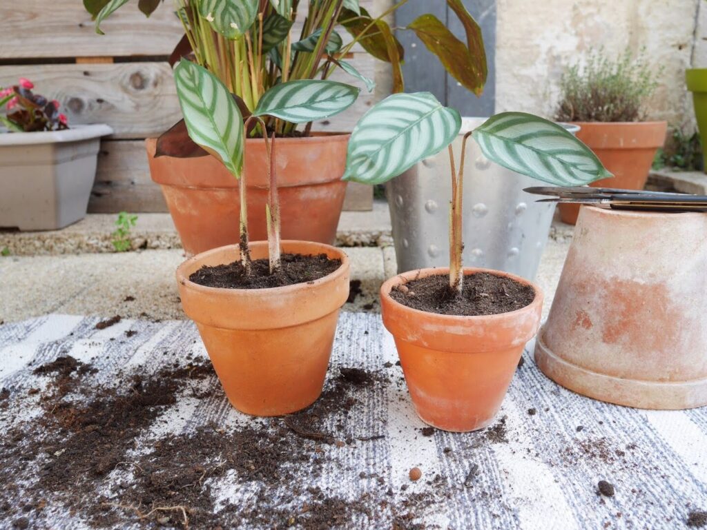 Comment bouturer la maranta pour une prolifération réussie