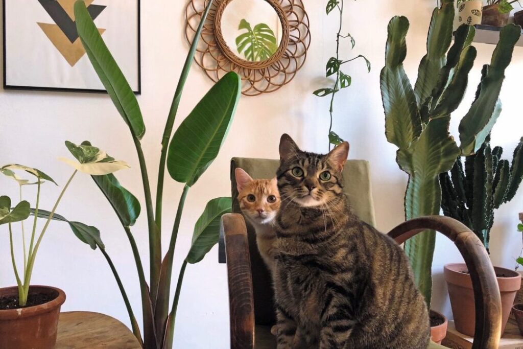 Comment prendre soin des plantes d’intérieur avec un chat