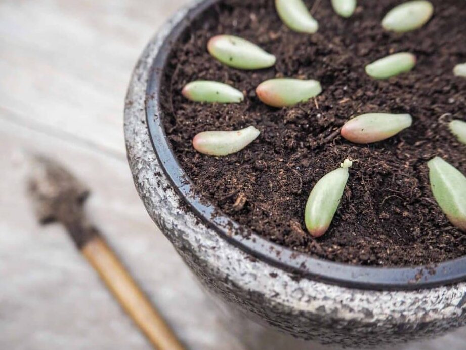 Comment réussir la bouture de cactus : conseils et techniques