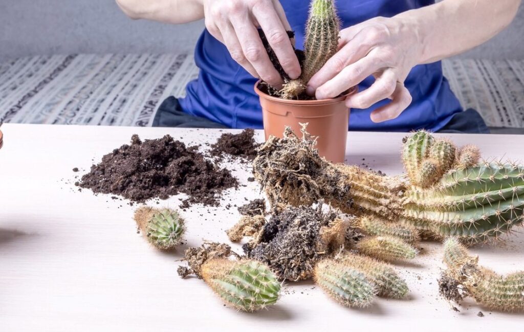 Comment réussir la bouture de cactus raquette : guide pratique