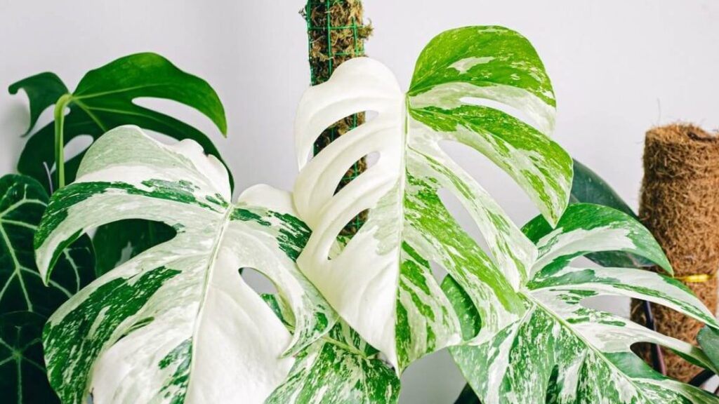 Comment réussir la bouture de monstera variegata ?