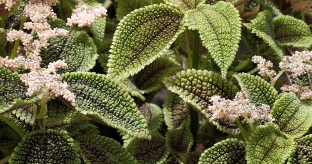 Comment réussir la bouture de pilea pour une plante luxuriante