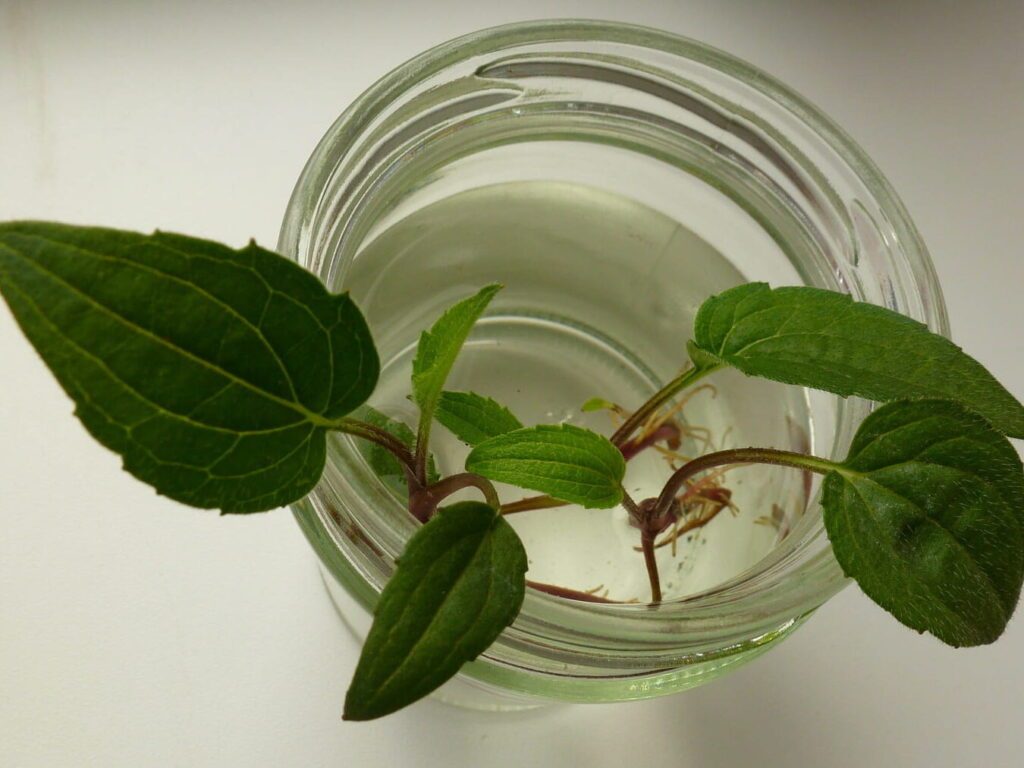Comment réussir la bouture de schefflera : conseils et astuces