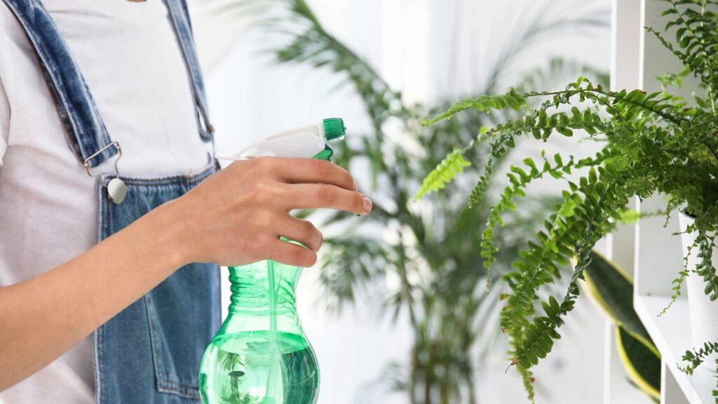 Comment un humidificateur peut améliorer la santé de vos plantes