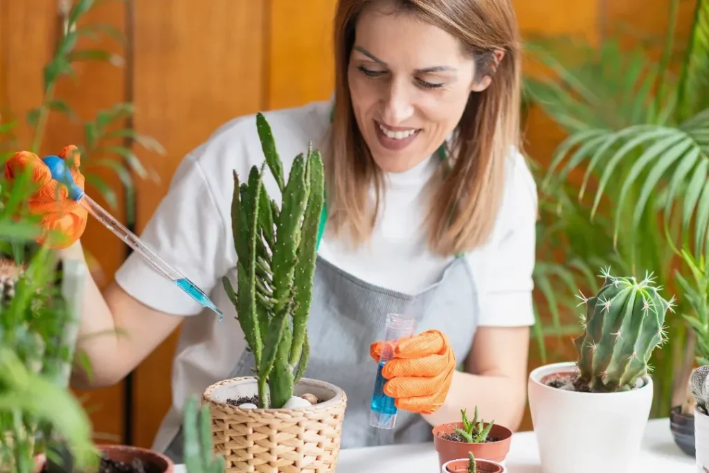 Guide complet sur le cactus d&rsquo;hiver : soins et entretien