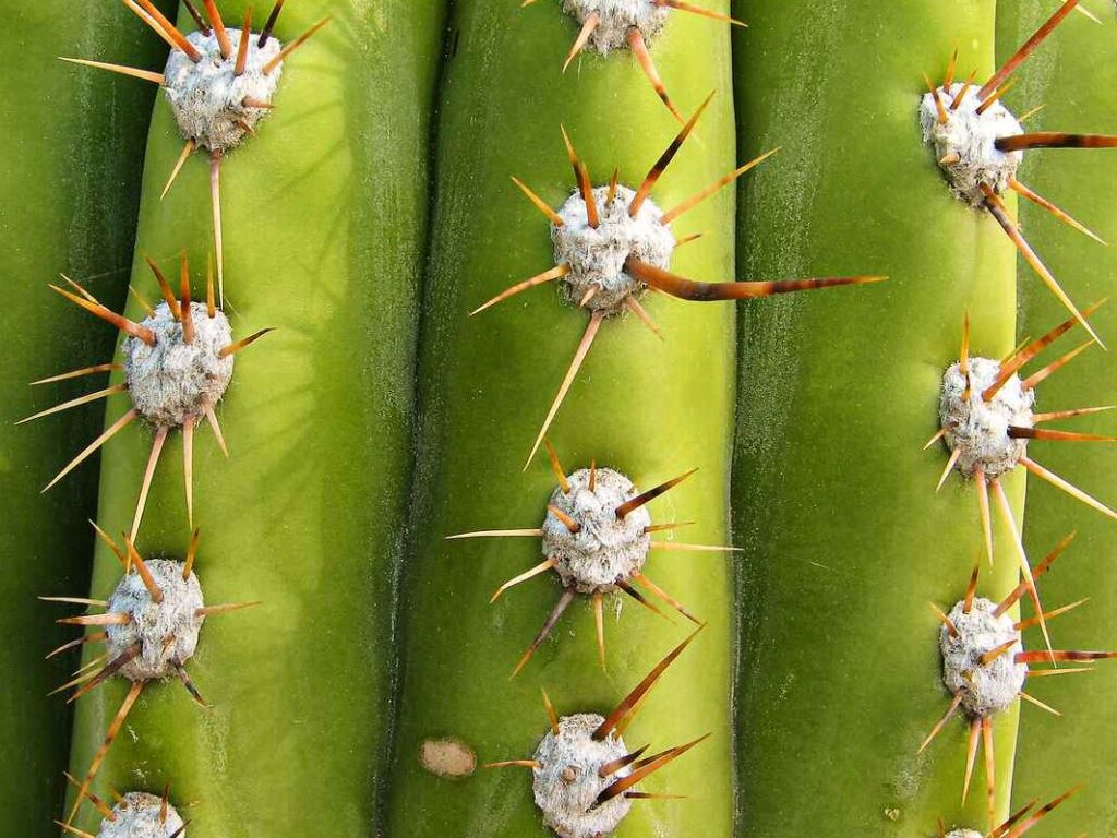 La floraison du cactus : guide complet pour bien comprendre ce phénomène
