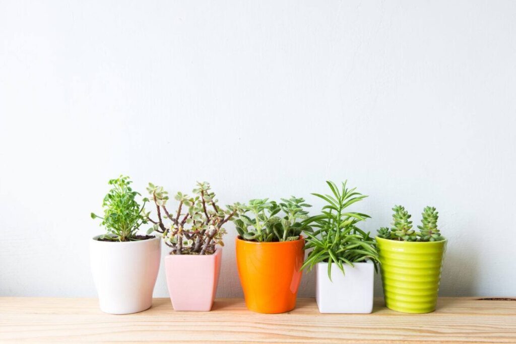 Pot plastique pour plante : comment choisir le meilleur modèle