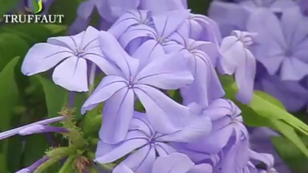 Tout ce que vous devez savoir sur le plumbago : culture et entretien