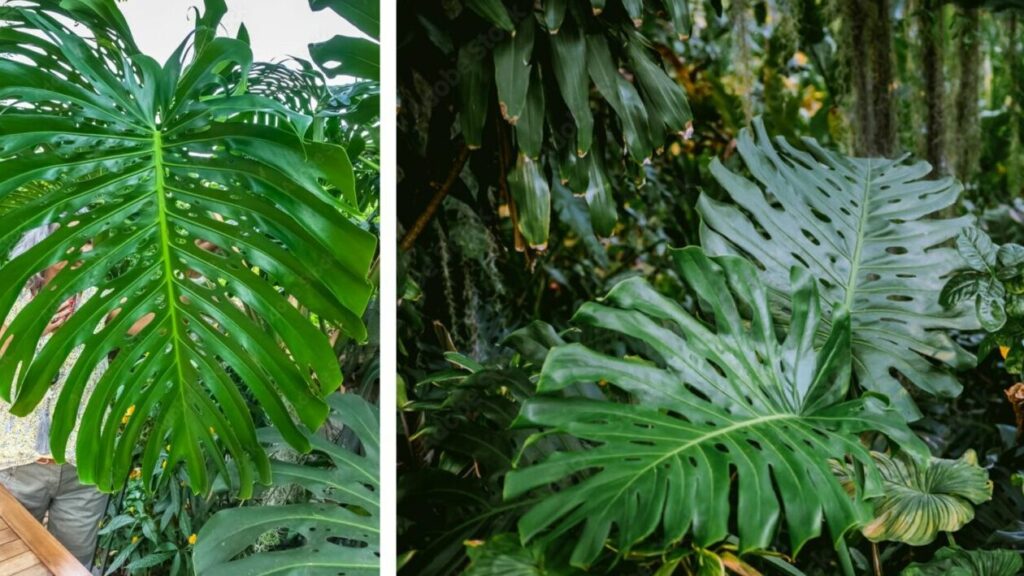 Tout savoir sur la monstera monkey : origine, entretien et caractéristiques