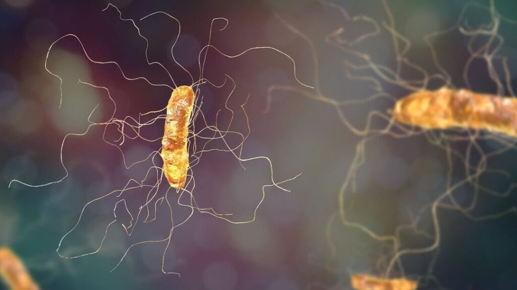 Comment prévenir la rechute après une infection à Clostridium difficile ?