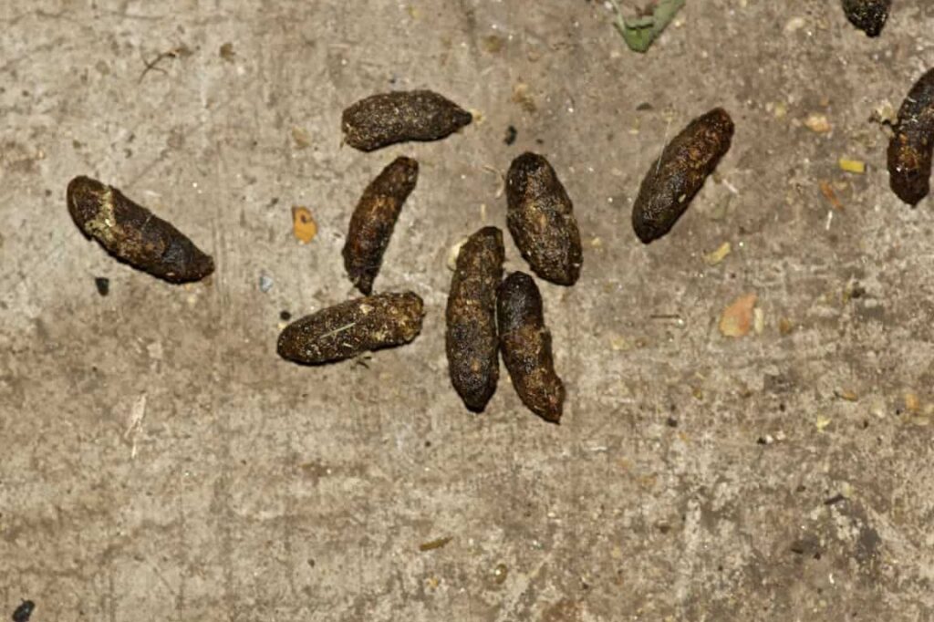Est-il dangereux de trouver des crottes de rat chez soi ?