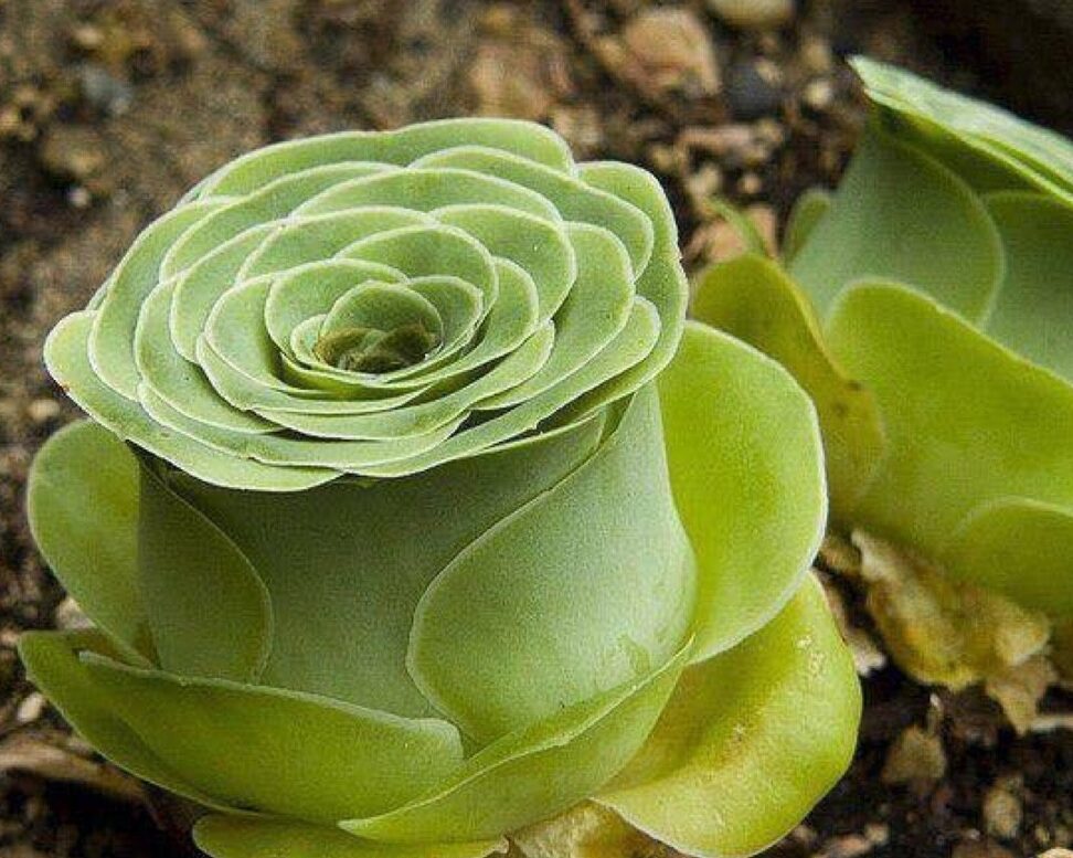 Aeonium vert : tout ce que vous devez savoir sur cette plante succulente