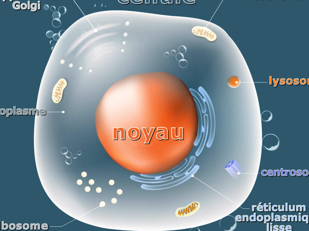 Combien de chromosomes trouve-t-on dans une cellule humaine ?