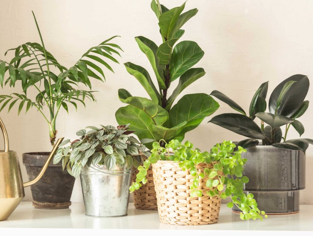 Comment prendre soin de ma plante : conseils et astuces