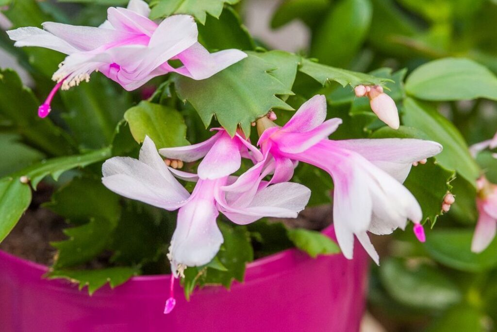 Comment réussir la bouture de schlumbergera : guide pratique