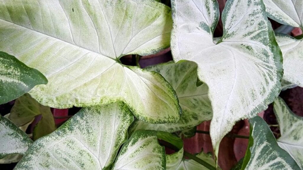 Comment réussir la bouture de syngonium : guide complet