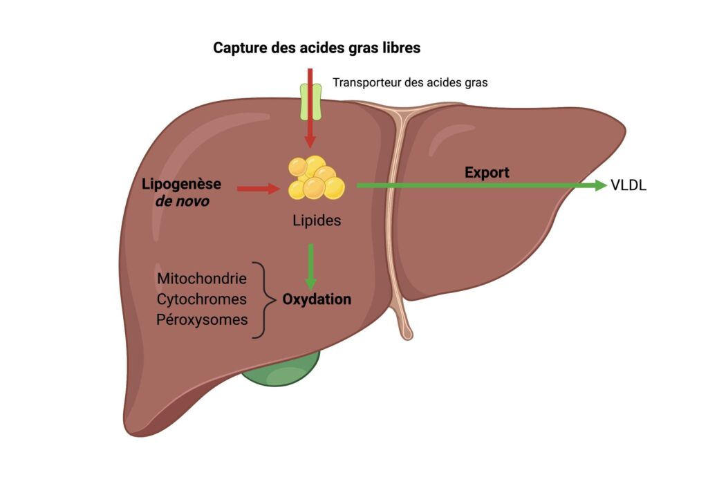 Comprendre la bêta-oxydation : clé du métabolisme des acides gras
