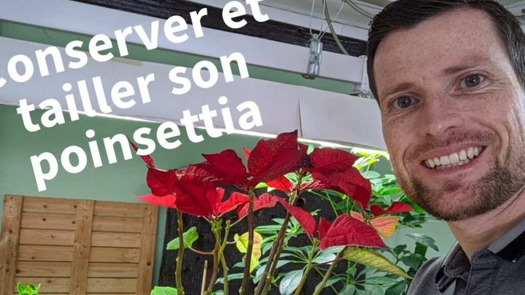 Guide complet pour réussir la bouture de poinsettia