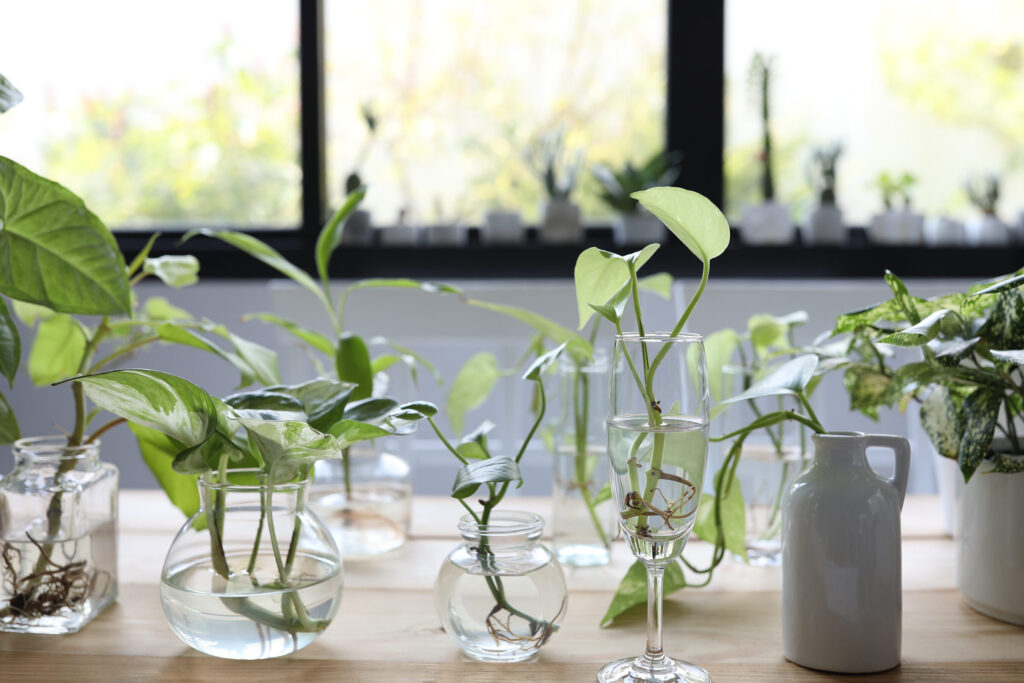 Les bienfaits des plantes aquatiques d&rsquo;intérieur