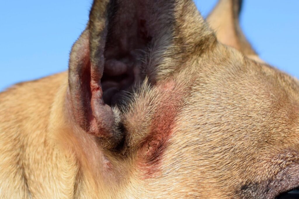 Comment soigner la dermatite de l’oreille chez le chien ?