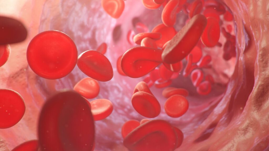 Comprendre l’érythropoïèse : quel est son rôle dans la production de globules rouges ?