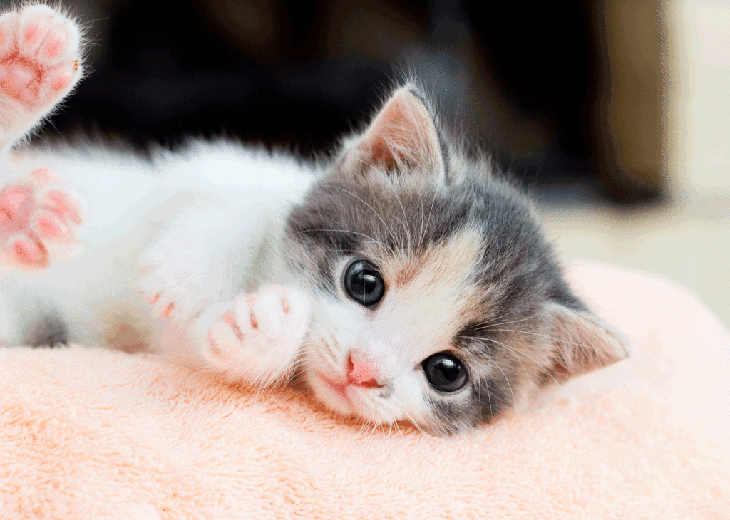 Le typhus du chaton peut-il être transmis à l’homme ?