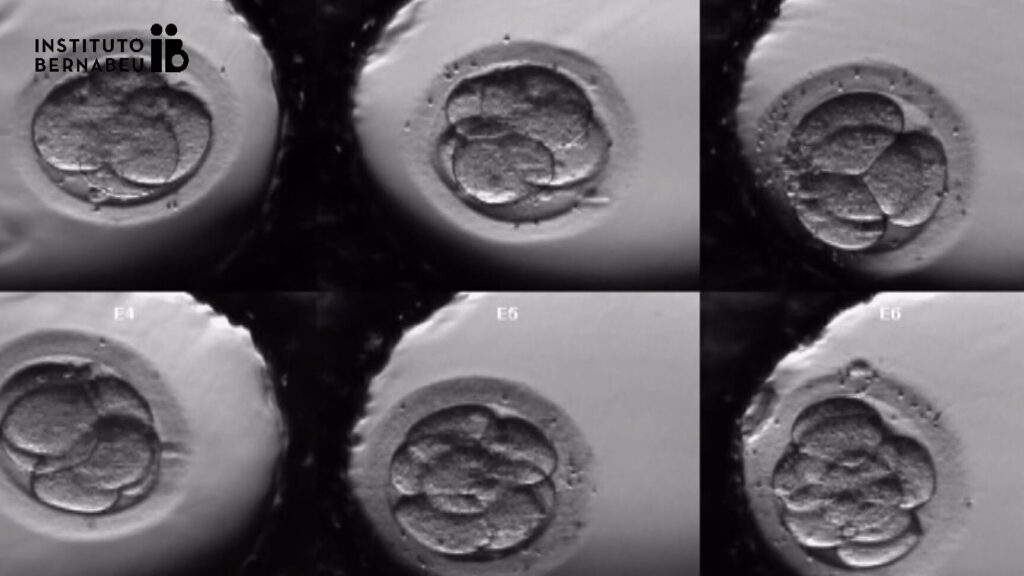 Les blastocytes en question : comment influencent-ils la réussite de la FIV ?