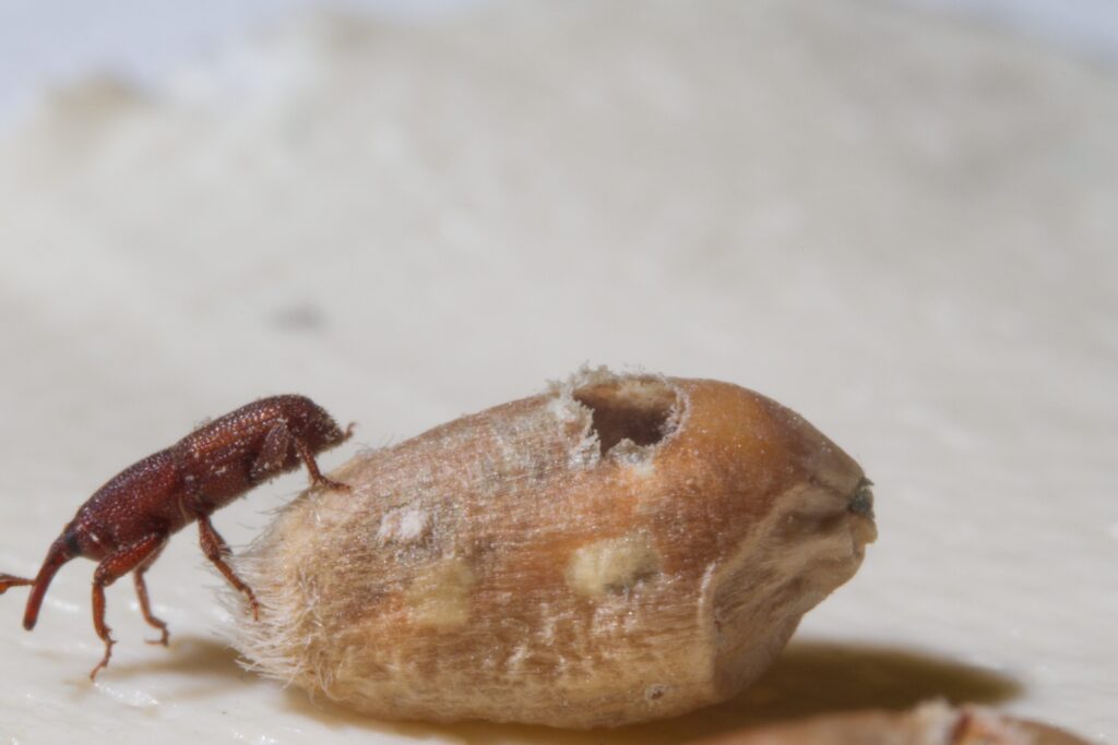 La présence de l’insecte du palmier en Arabie : quels risques pour la santé ?
