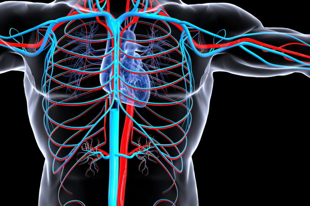 Comprendre l&rsquo;anatomie de l&rsquo;aorte abdominale et son importance dans le système circulatoire