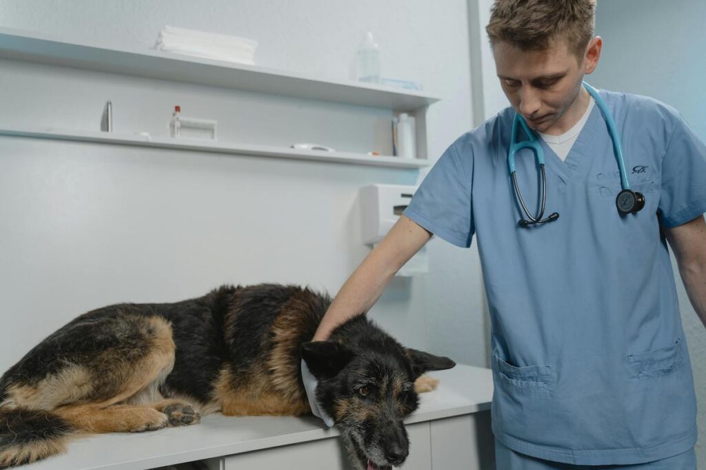 Où acheter Bravecto sans ordonnance en toute sécurité - notre guide complet