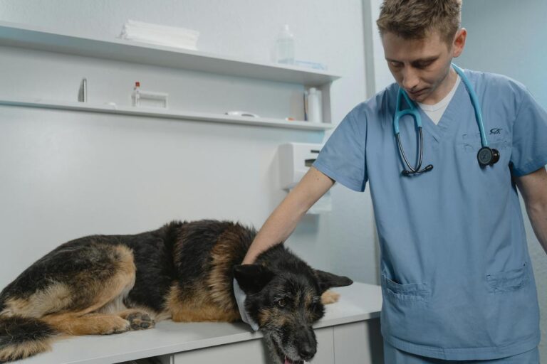 Où acheter Bravecto sans ordonnance en toute sécurité - notre guide complet