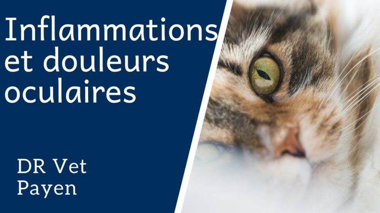 Chat souffrant de conjonctivite avec œil rouge et larmoyant